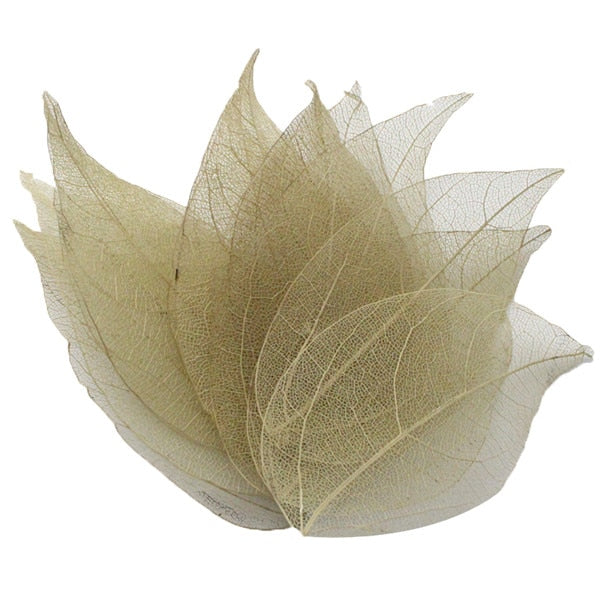 Lucia Crafts 36pcs /Bag  Multi-Color Leaf Dry Leaves