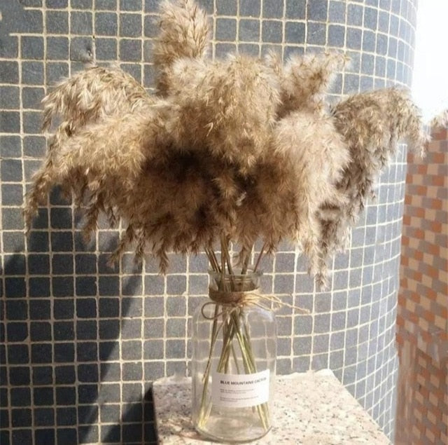 real dried pampas grass decor wedding flower bunch natural plants fall decor for home christmas gift