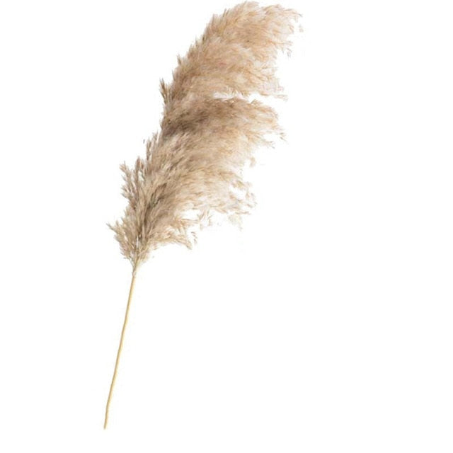 real dried pampas grass decor wedding flower bunch natural plants fall decor for home christmas gift